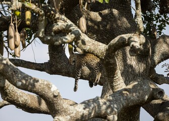 Adult leopard resting on a tree in the Tanzania Safari Wildlife in Africa