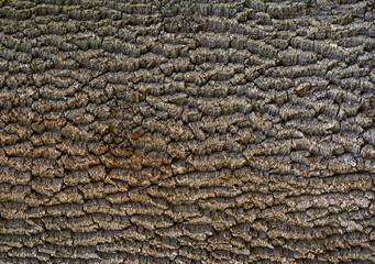 The wavy texture of poplar tree bark  texture Rough wood natural pattern.