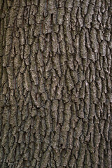 The wavy texture of poplar tree bark  texture Rough wood natural pattern.