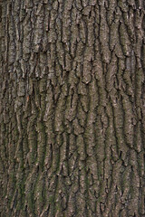 The wavy texture of poplar tree bark  texture Rough wood natural pattern.