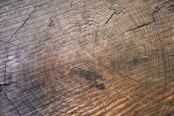 Naklejka premium A very old olive tree stump. Age ranges of the tree can be seen on the ground. old wood texture
