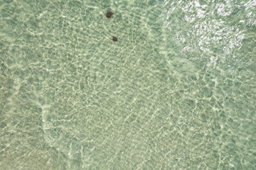 Jellys in clear waters beach 