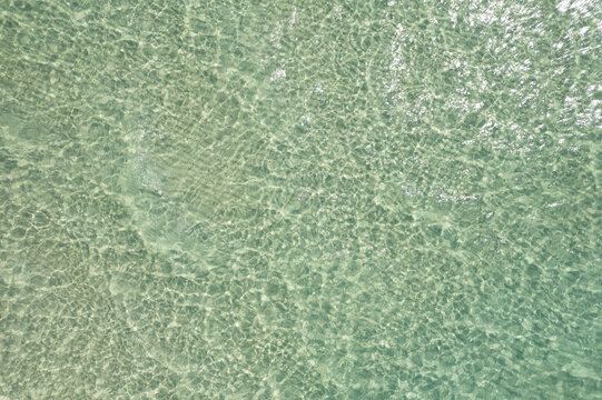 Jellys in clear waters beach © Brenda