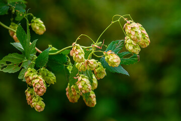 Green ripe Detail of fresh Hop cones - raw material for beer production, Seeds , blue sky black background  Plant leaves.