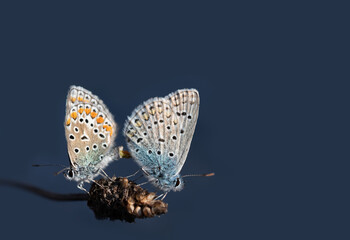 Close up of two butterflies, two blues, perched on a dry blade of grass for the purpose of...