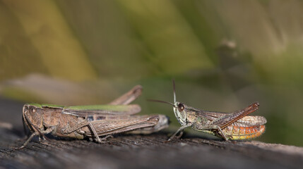 A male and a female grasshopper sit one behind the other in front of a green background on a dark surface