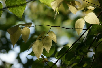 leaves on a branch