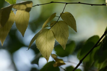 Obraz premium leaves of a tree