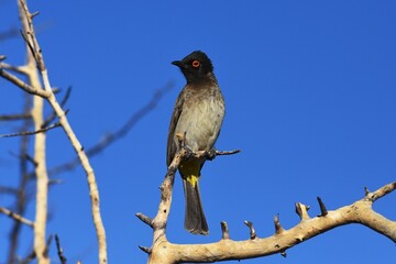 Maskenbülbül (Pycnonotus nigricanus) an der Vingerklippe in Namibia. 