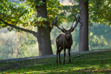 Rothirsch zur Brunft