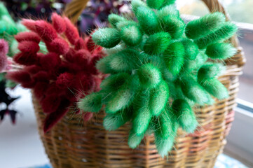Painted dried lagurus flowers in a basket. green and red colors