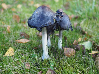 trujące grzyby  © EwaAF