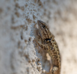 Lizard perched on white stucco wall 