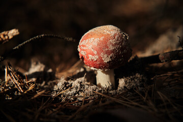 Young Fly agaric mushroom or Amanita muscaria in autumn forest. Beautiful still life in sunset light. Selective focus.