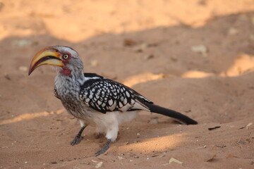 yellow billed hornbill
