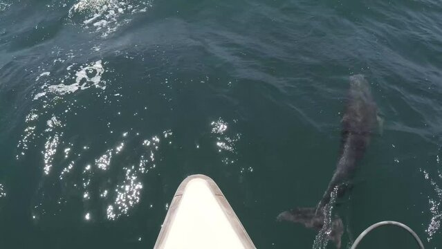 Sea of Cortez, Mexico - March, 2022 - Dolphins swimming at the bow of a boat.