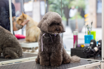 Cute brown poodle in a pet grooming salon. Sitting on the table after shearing wool