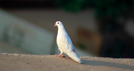 Side view of adorable white Homing pigeon perched on concrete surface