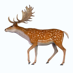 Fallow Deer Male - The Fallow deer can be traced back to Pleistocene Period and the species now lives in Europe and Persia.
