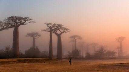 Baobab avenue in Madagascar