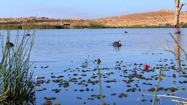 Partridge birds and ducks swimming on a lake