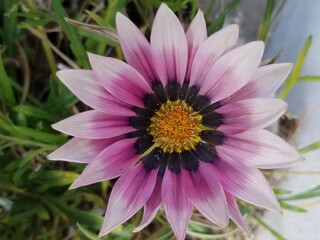 Obraz premium pink and white flower