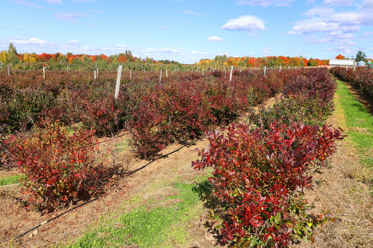 In fall blueberry bushes are one of the easiest fruit bearing bushes to grow. Blueberries are high in vitamin C and full of antioxidants