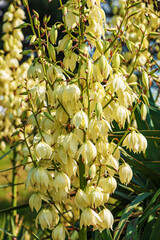 Yucca is a filiform, blooming palm tree with many white flowers. Flowers of Slovakia, Nitra.