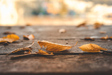 Autumn leaves over wooden background with copy space