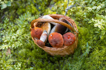 Forest mushroom boletus, cep, porcini, chanterelle collected in a wooden wicker basket. Late summer and autumn harvest. Natural food. Karelia region