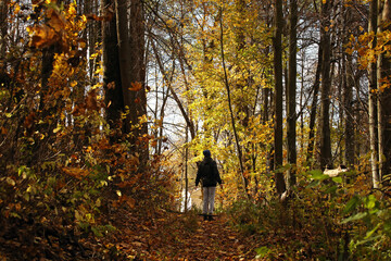 Young man silhouette in autumn colourful forest. Pavel Kubarkov, i in autumn forest. Photo was taken 7 October 2022 year, MSK time in Russia. - 537115512