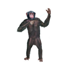 chimpanzé, attitude, mouvement, gesticule, singe, expression, mammifère, jardin zoologique, illustration, animal, fourrure, bonobo, nature, sauvage, faune, drôle
