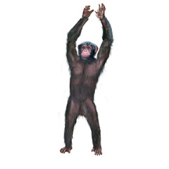 Fototapeta premium chimpanzé, attitude, mouvement, gesticule, singe, expression, mammifère, jardin zoologique, illustration, animal, fourrure, bonobo, nature, sauvage, faune, drôle 