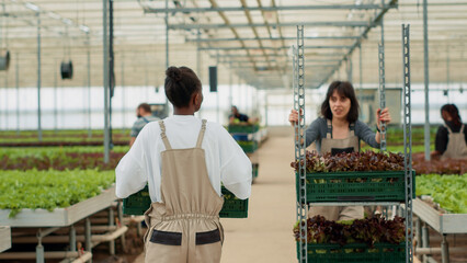 African american woman walking away while holding lettuce crate and saying hello to tired organic farm worker pushing rack. Greenhouse farmer working in hydroponic enviroment preparing delivery.