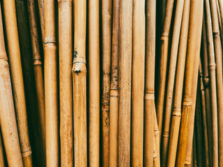 bamboo forest background