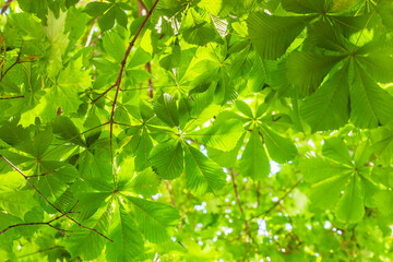 Fototapeta na wymiar Green crown of chestnut leaves. Natural background, summer concept