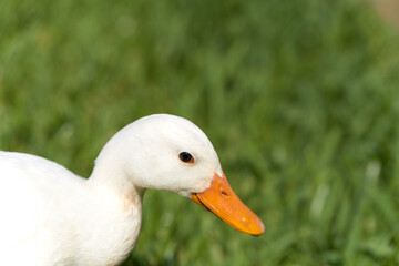 White duck smiling by green grass
