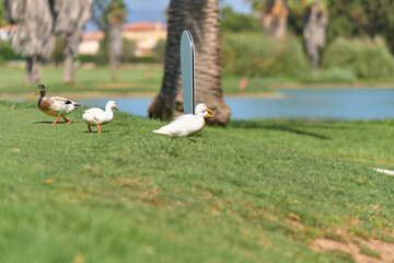 mother duck with sons by golf court grass near lake