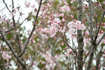青空とピンク色の桜