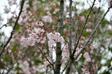 青空とピンク色の桜