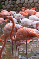 フラミンゴの群衆。淡いピンク色と白の色が癒される。神戸王子動物園で撮影