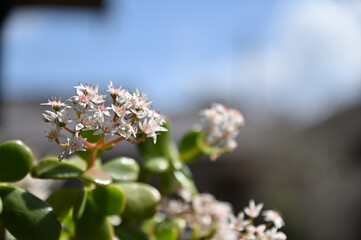 シロバナマンネングサの花のアップ