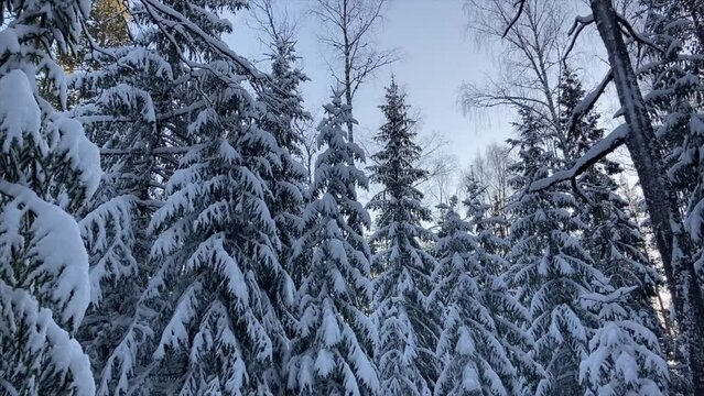 Winter forest, all trees are covered with snow. Video for the background. Cold, beautiful winter weather. Fairy forest.