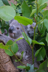 動物園の人気者のコアラ。木にのぼりユーカリの葉を夢中で食べつつ愛くるしい表情を見せる