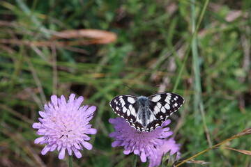 Schachbrett  (Melanargia galathea) auf Acker-Witwenblume