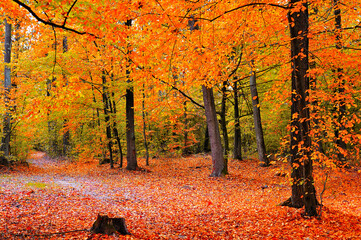 Beautiful autumn landscape of the forest with red, orange and yellow foliage