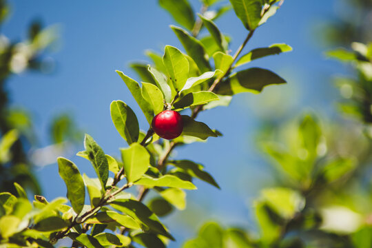 Acerola no galho
