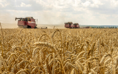 Fototapeta premium The battle for the harvest in Russia, combines and other agricultural machinery lined up in the diagonal for the harvest of wheat and other grains