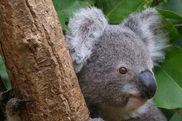 動物園の人気者のコアラ。木にのぼりユーカリの葉を夢中で食べつつ愛くるしい表情を見せる