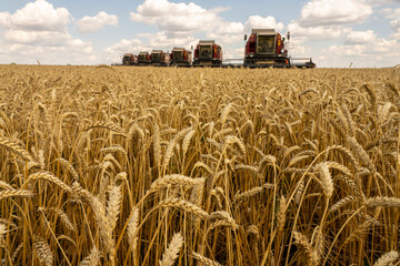 The battle for the harvest in Russia, combines and other agricultural machinery lined up in the diagonal for the harvest of wheat and other grains